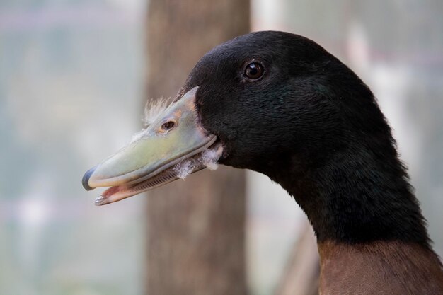 Photo close-up of bird eating