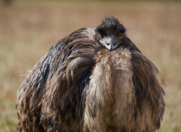 Foto prossimo piano di un uccello emu