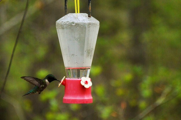 Foto prossimo piano dell'uccello sull'alimentatore