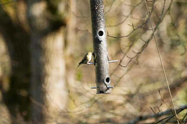 Photo close-up of bird on feeder