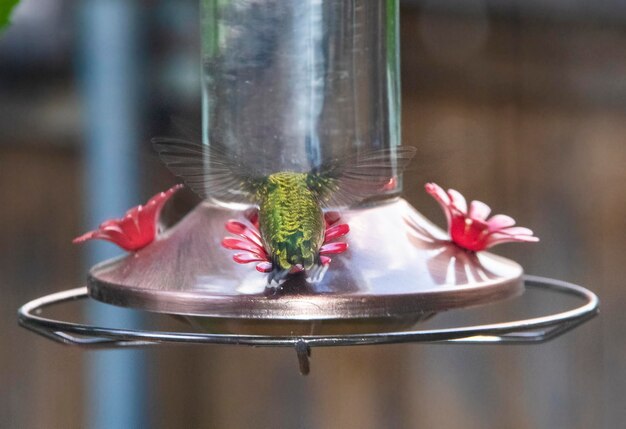 Photo close-up of a bird on a feeder