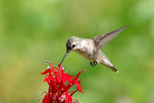 Photo close-up of bird feeding on red flower