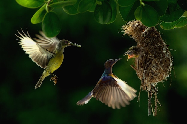 close-up of bird feeding young animals in nest