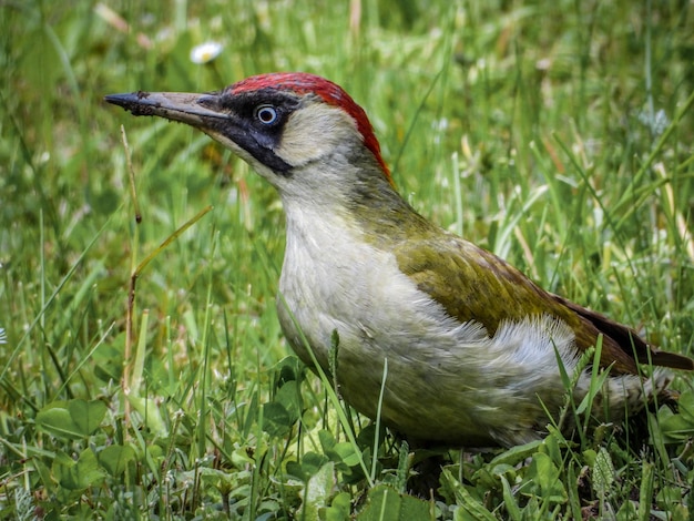 Photo close-up of a bird on field picchio