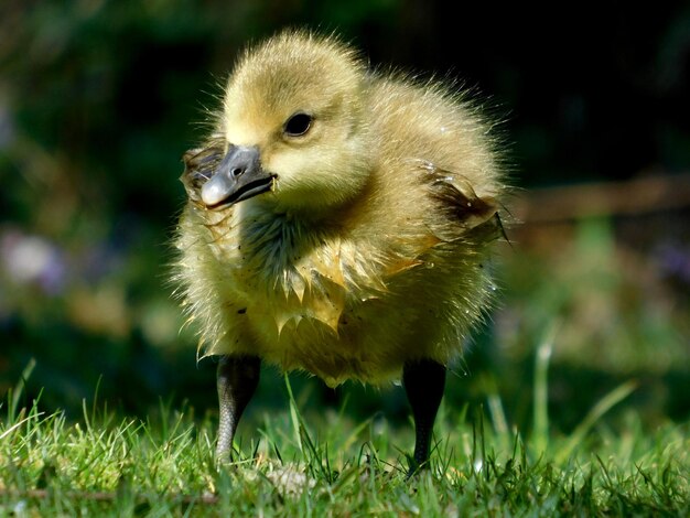 Close-up of a bird on field