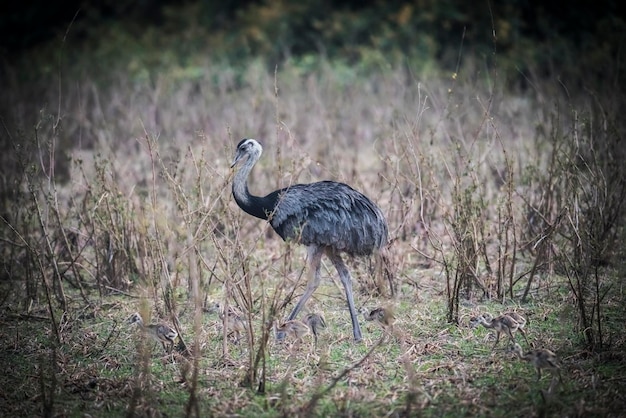 野原での鳥のクローズアップ
