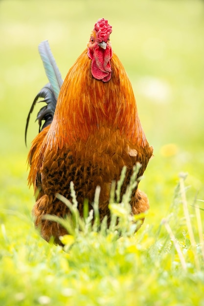 Photo close-up of a bird on a field