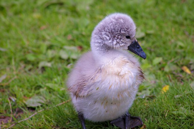 Photo close-up of a bird on field