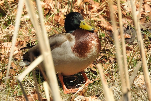 Photo close-up of bird on field