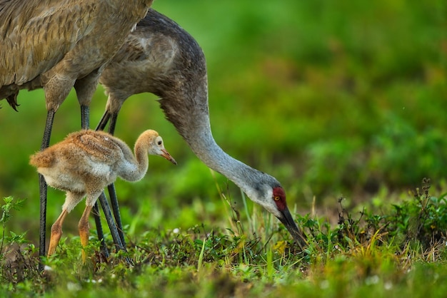 Photo close-up of a bird on field