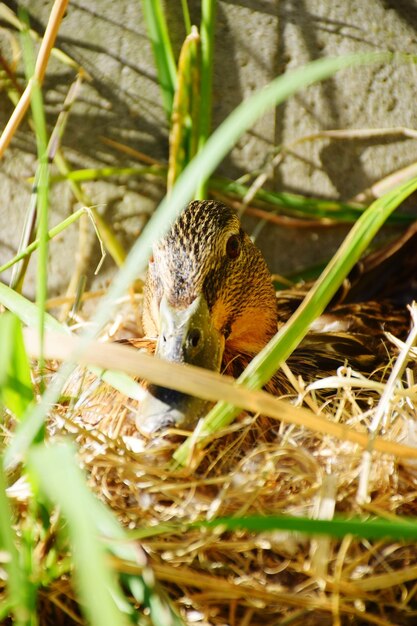 Foto close-up di un uccello sul campo