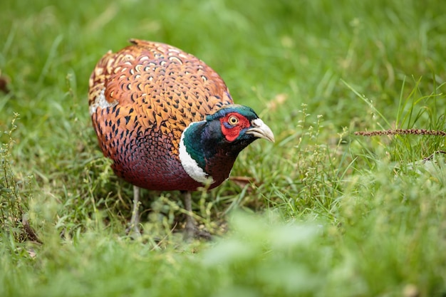 Foto prossimo piano di un uccello sul campo