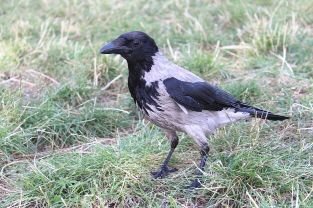 Photo close-up of a bird on field