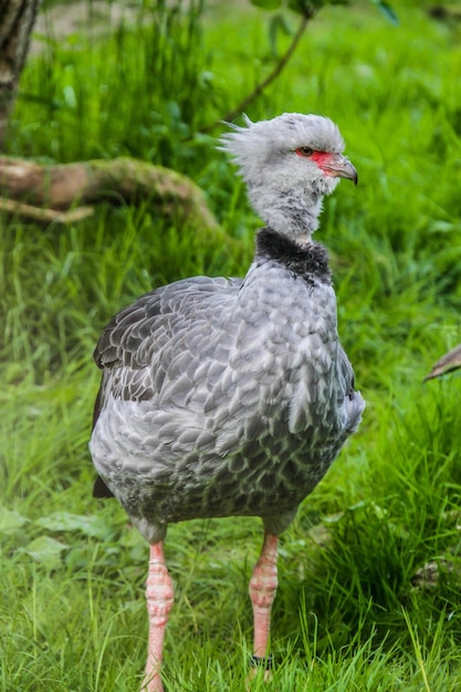 Foto close-up di un uccello sul campo