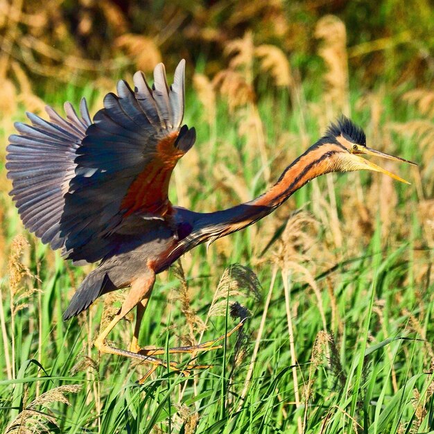 Foto prossimo piano di un uccello sul campo