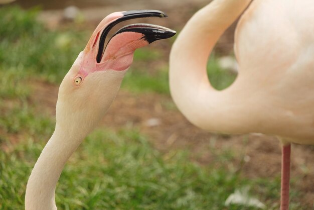 Foto close-up di un uccello sul campo