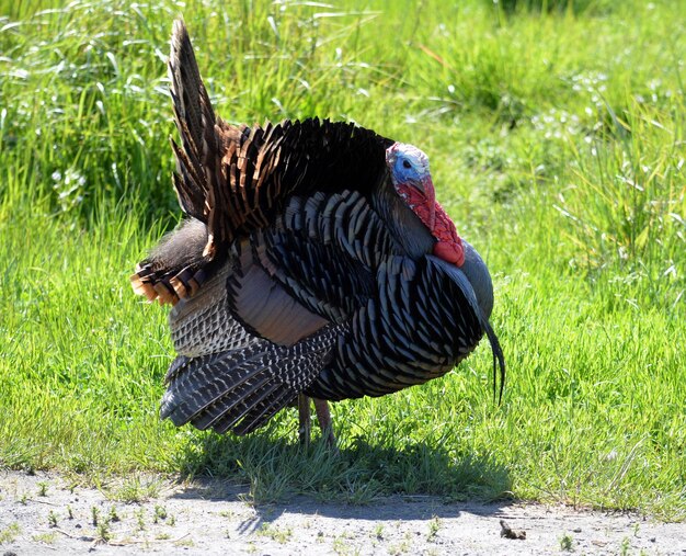 Foto close-up di un uccello sul campo