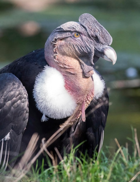 Photo close-up of a bird on field