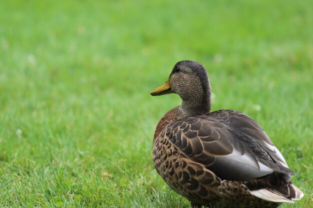 Close-up of a bird on field