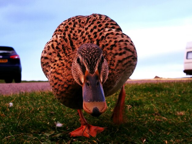 Close-up of bird on field