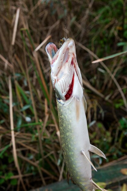 Foto close-up di un uccello sul campo