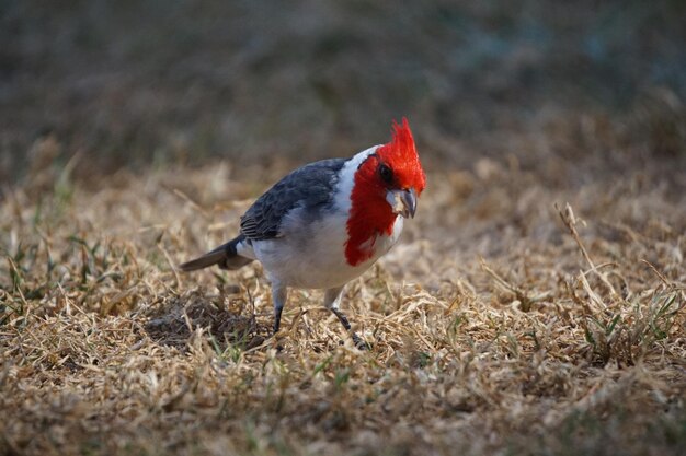 Close-up of a bird on field