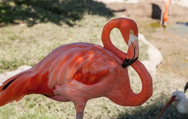 Foto close-up di un uccello su un campo