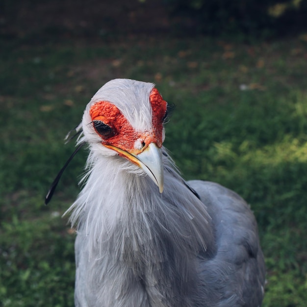 Photo close-up of a bird on field