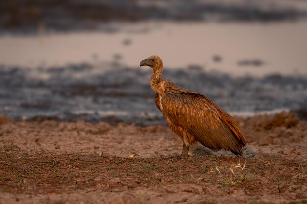 Photo close-up of bird on field