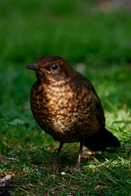 Photo close-up of a bird on field