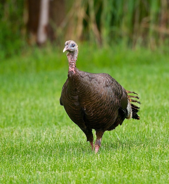 野原での鳥のクローズアップ