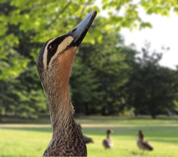 Foto close-up di un uccello sul campo