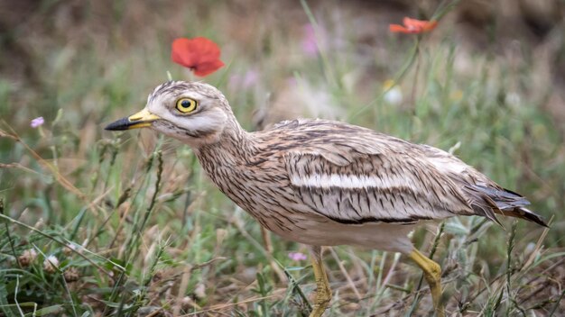 Foto close-up di un uccello sul campo