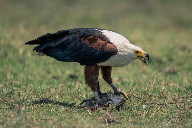 Foto prossimo piano di un uccello sul campo