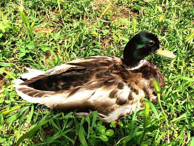 Close-up of a bird on field