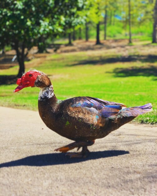 Photo close-up of a bird on field