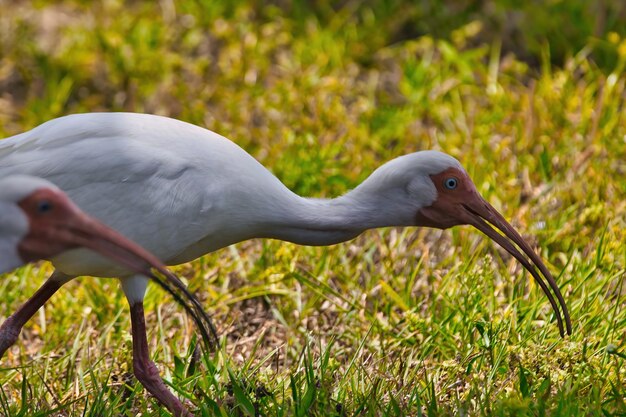 Foto close-up di un uccello sul campo