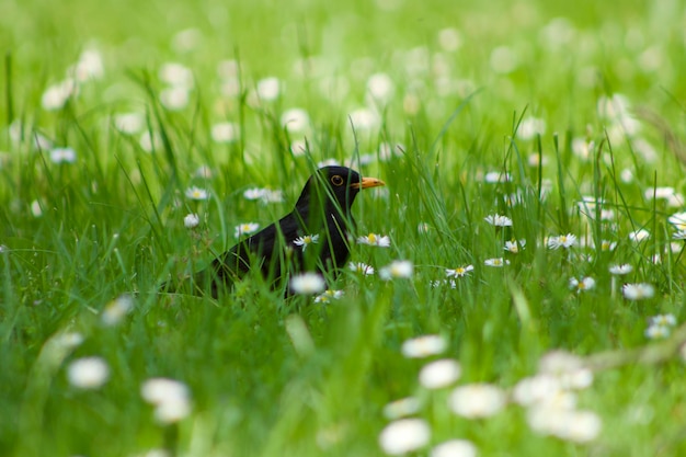 close-up of bird on field