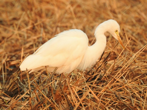 Foto close-up di un uccello sul campo