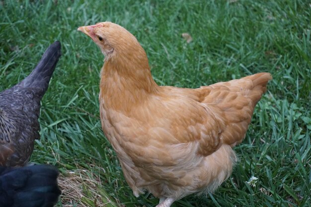 Foto prossimo piano di un uccello sul campo