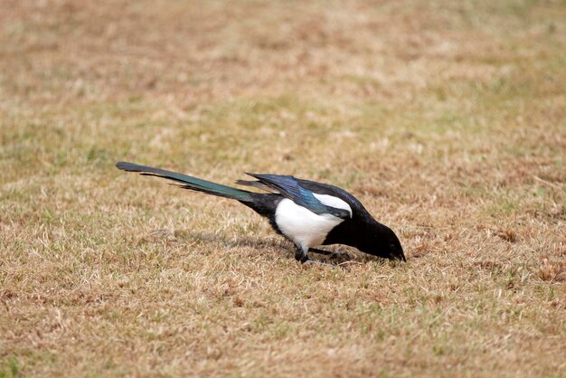 Close-up of bird on field