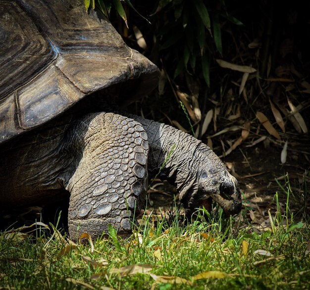 Foto close-up di un uccello sul campo