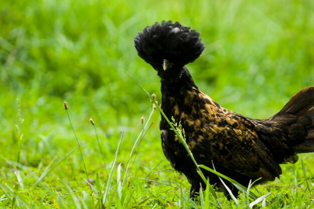 Photo close-up of bird on field