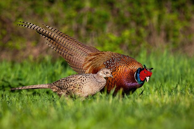 Photo close-up of a bird on field