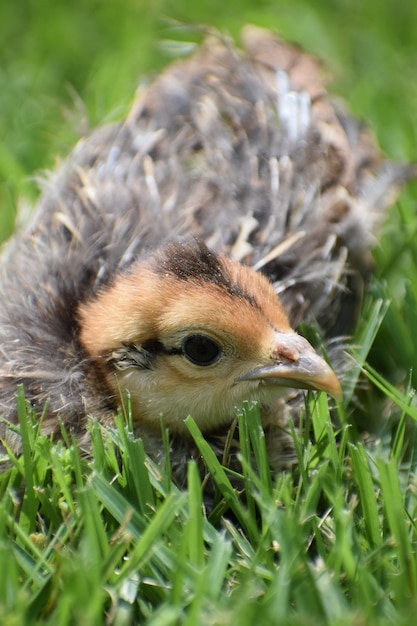 Foto close-up di un uccello sul campo