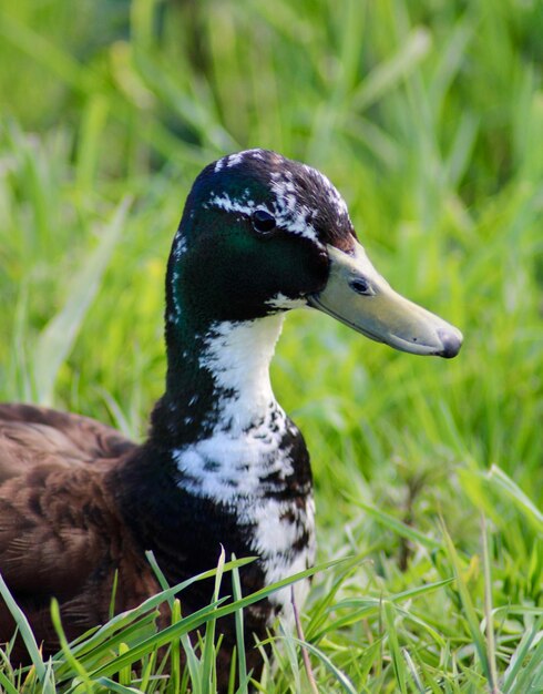 Photo close-up of a bird on field