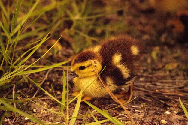 Close-up of a bird on field