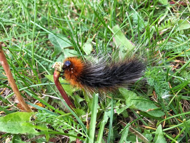 Foto close-up di un uccello su un campo