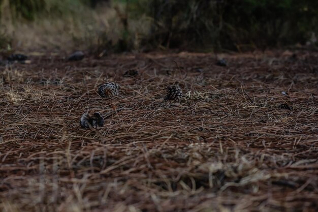 Photo close-up of bird on field