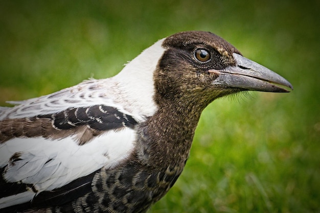 Foto close-up di un uccello sul campo